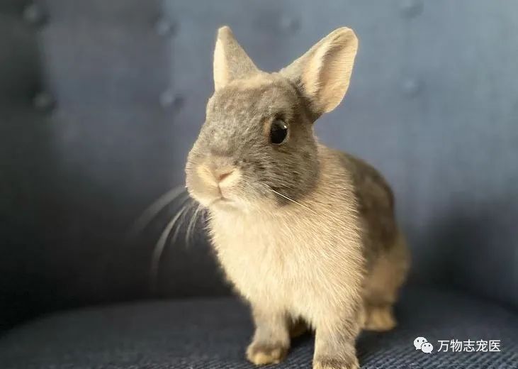 兔子有没有粉色,兔子有只眼睛看不见黑瞳都是白的