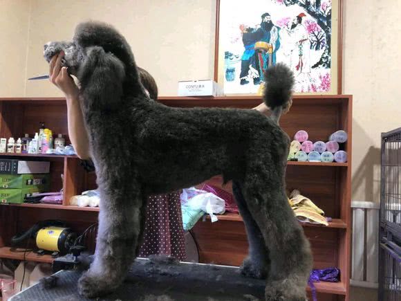 巨型贵宾犬与大泰迪的区别,泰迪巨型贵宾犬养成记