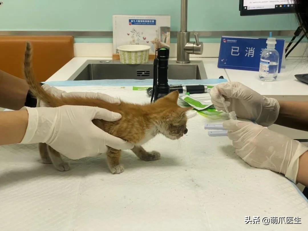 双目失明的猫怎么养,双目失明的猫有哪些