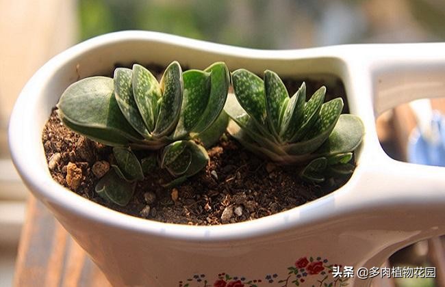 和子宝很像的多肉植物,子宝在多肉植物中不突出的原因