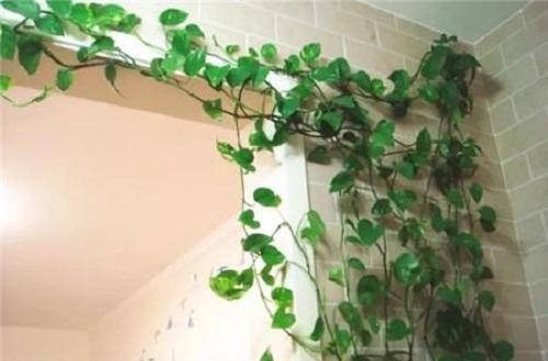 绿萝喜欢喝这三种水绿萝长得旺盛,家养绿萝给绿萝喝点什么长得好