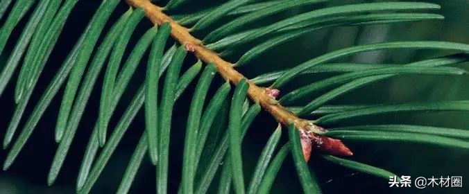 加拿大盛产哪些木材,加拿大bc省真实图片