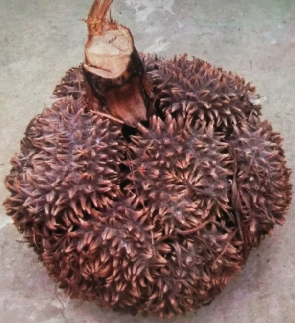 植物象牙图片大全大图,植物象牙红