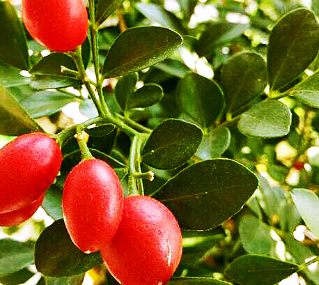 九里香木本,九里香是耐寒花卉吗