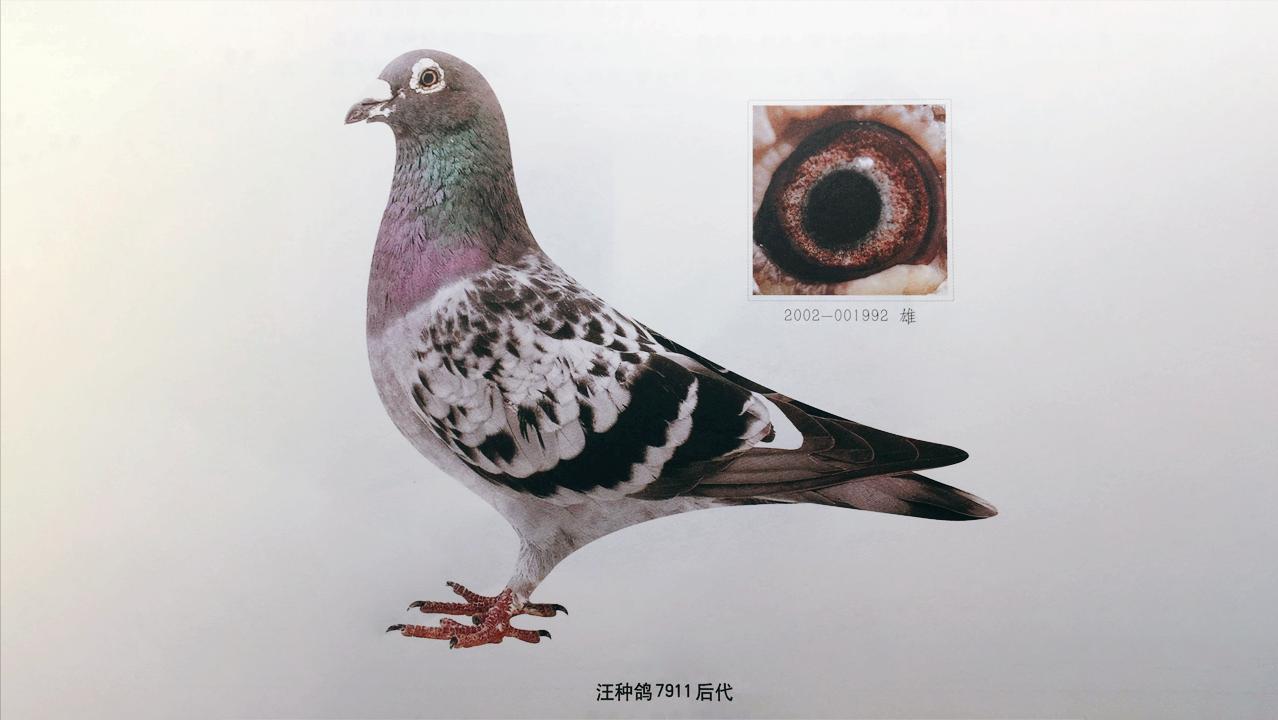 纯种鸽的鉴定方法,优秀种鸽怎样育种