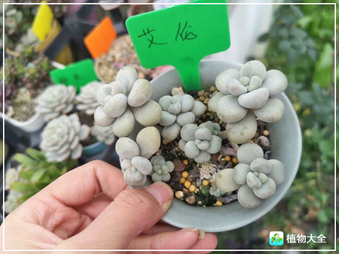 多肉植物艾伦视频,多肉植物艾伦价位