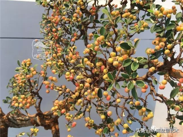 杂木盆景也毫不逊色,杂木盆景值钱吗