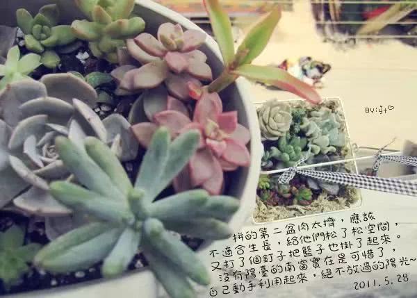 多肉还可以这样玩(上):八年养肉路剪影!