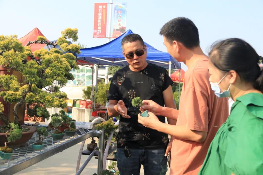 花木盆景活动,秋冬季花木节盆景展