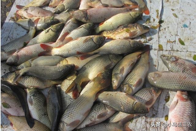 农村大集鲤鱼多少钱一斤,农村大集上的野生鲤鱼