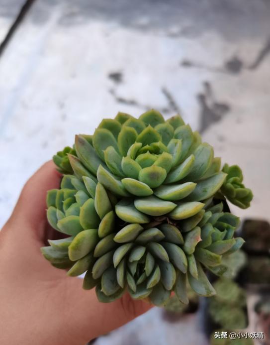 肉肉开箱专辑,肉肉开箱视频大全