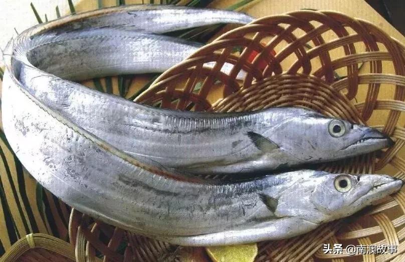 南澳渔民出海最常见的50种海鱼，都吃过，你就能退休了！
