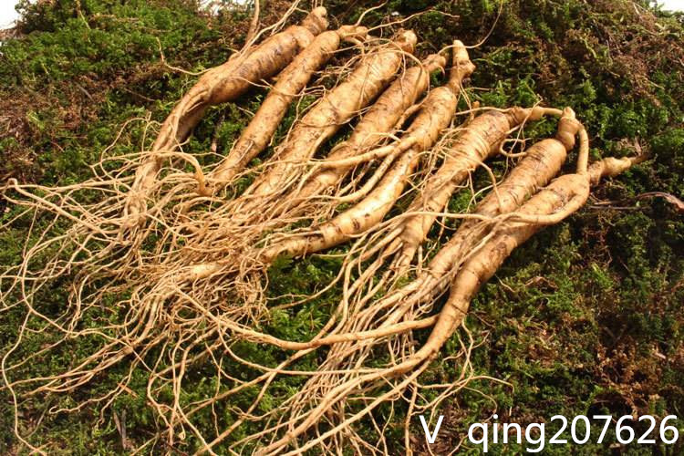 花卉根腐病特效药,中药材种植根腐病防治用药