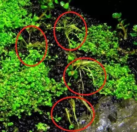 如何打造景观小缸,院子简易水景流水缸制作方法图片