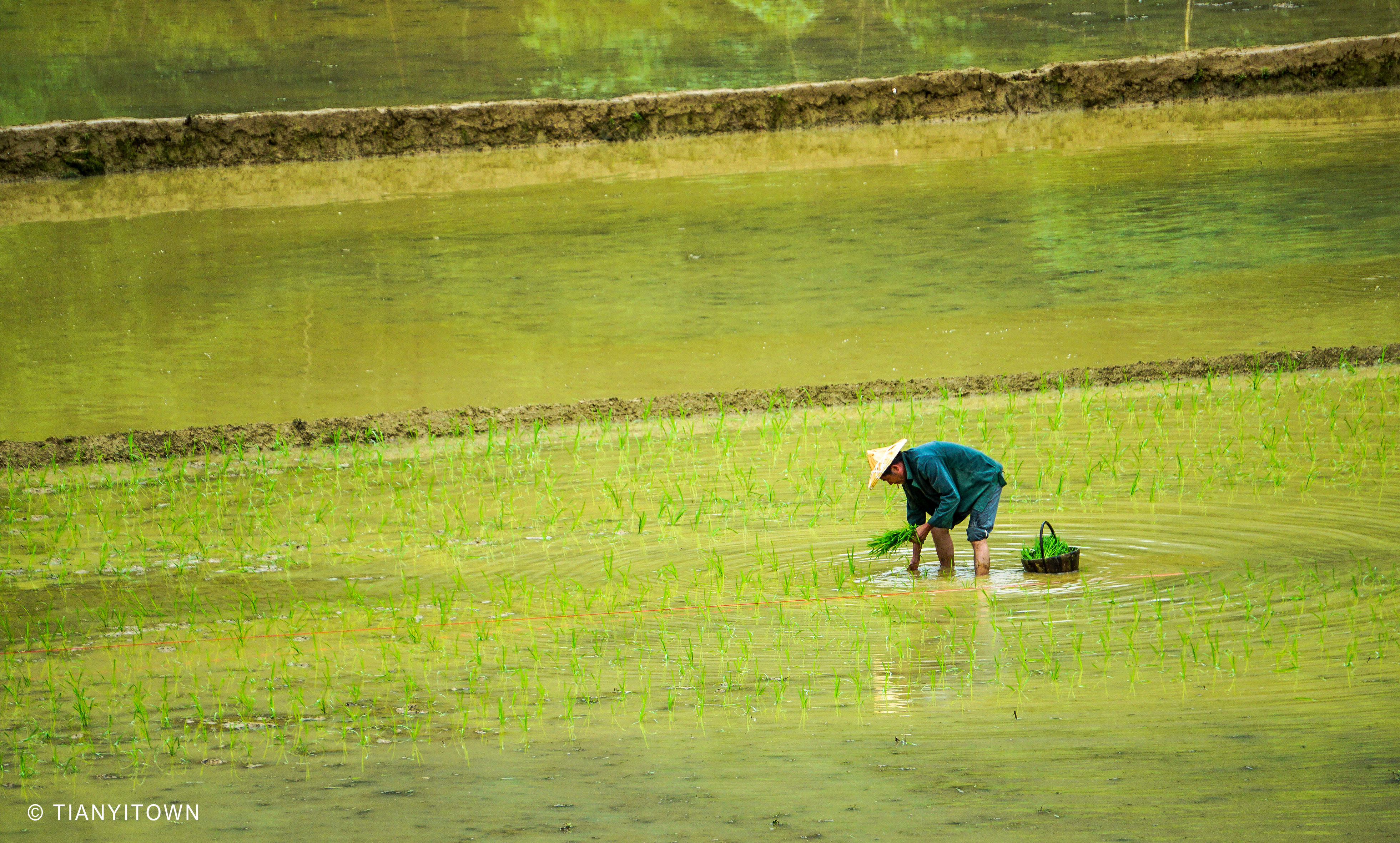 芒种时节播种幸福,芒种一个收获的时节