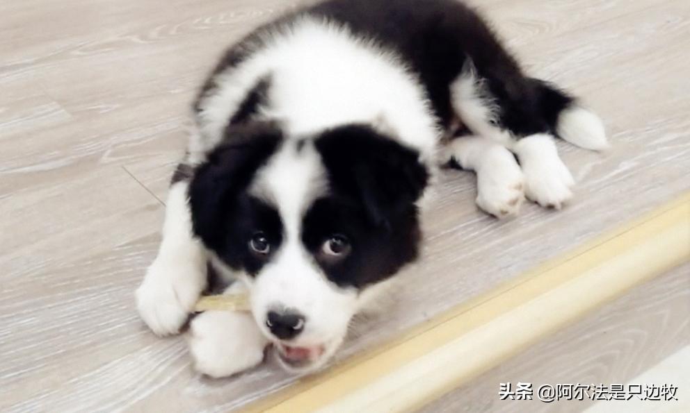 狗狗在家为什么总是跟着铲屎官,狗狗的几大心事铲屎官必知