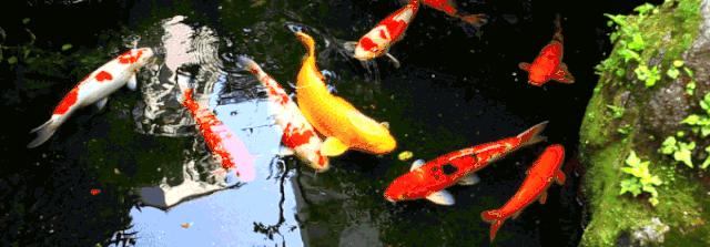 寓意好的热带观赏鱼,比较有寓意的观赏鱼