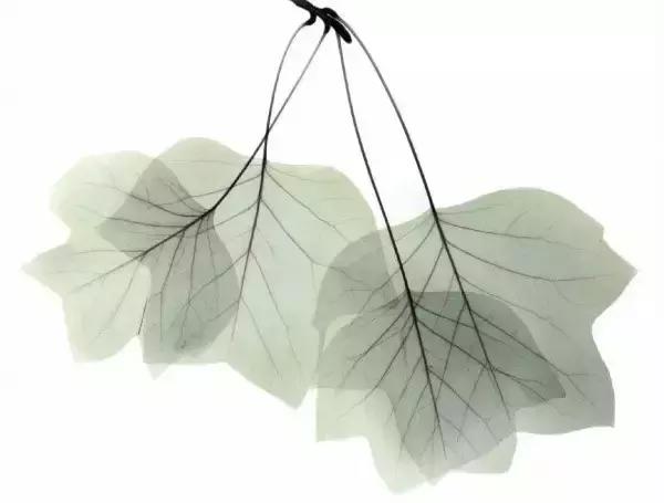 宋扬小说欣赏——生活用力过猛