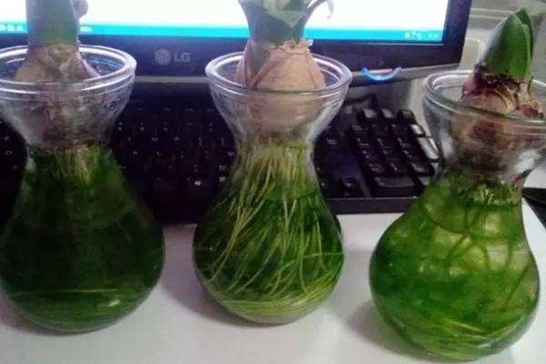 水培植物长青苔怎么办,怎么快速去青苔和黄苔小窍门