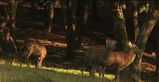 离俄罗斯只有一江之远,离黑龙江很近的俄罗斯城市