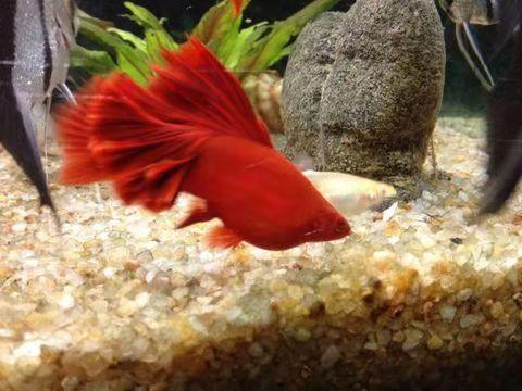 网上卖孔雀鱼鱼苗,孔雀鱼鱼苗可以买吗