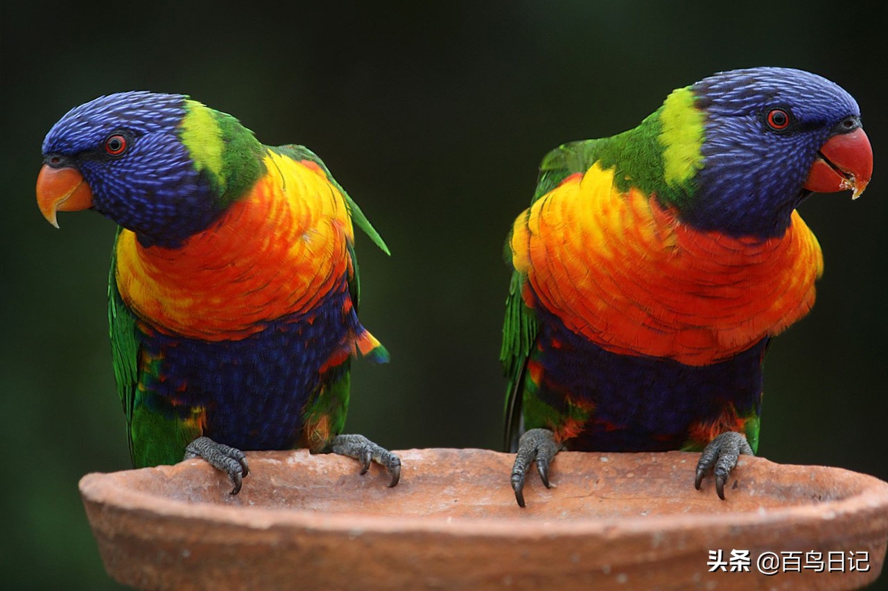 鸟儿身体失温了怎么克服,鸟中暑了怎么治