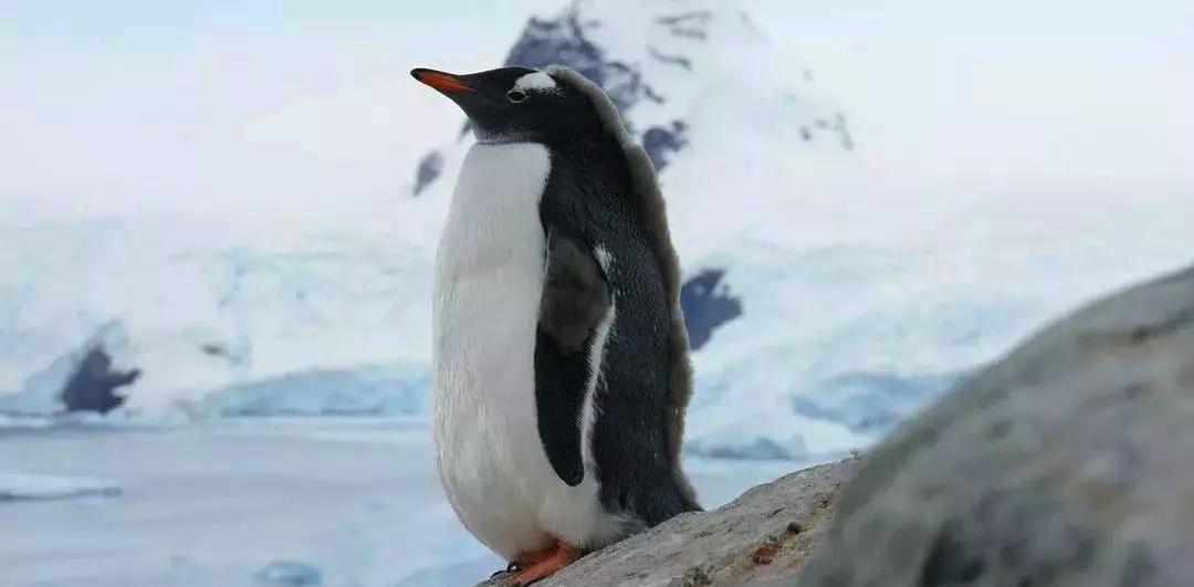 孩子暑期必看的50部神级纪录片,适合孩子和家长一起看的纪录片