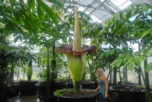 世界上10大最奇特的植物,世界上最奇特的植物叫什么名字