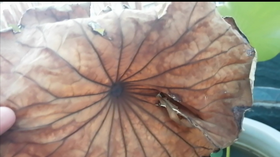 荷花进入休眠期要怎么办,荷花叶子容易干枯是什么问题