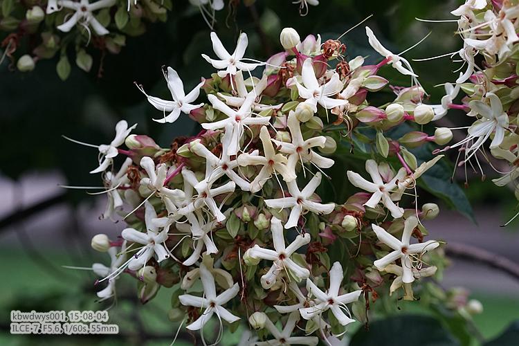 生活杂记：买了台新相机（20150801）
