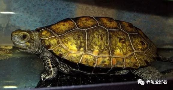 乌龟冬眠清肠怎么样才算完成,乌龟冬眠要喝水和吃东西吗