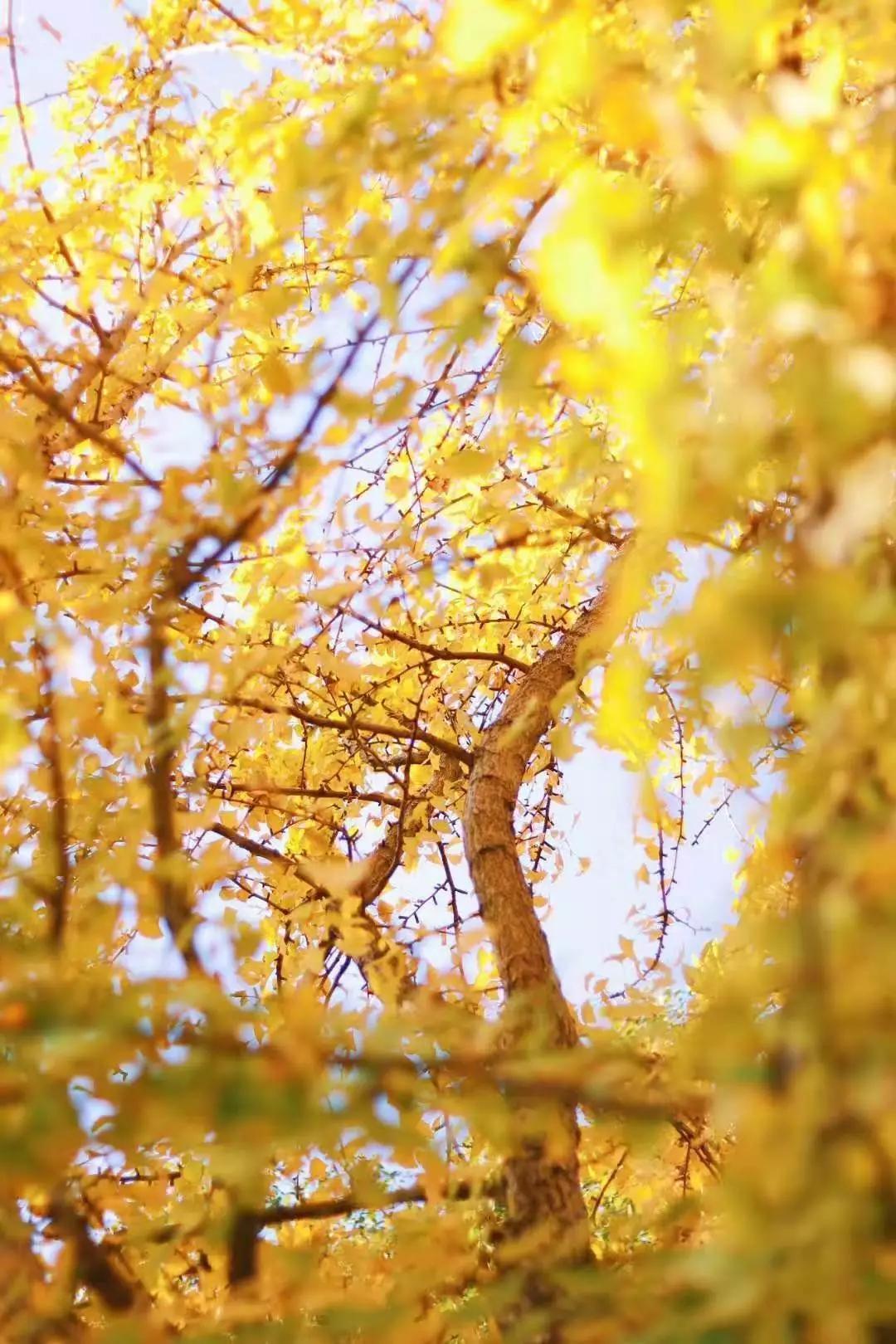 温州茶山大学城的银杏林变黄了，相约一起拍美照吧