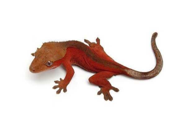 Eublepharismacularius豹纹守宫