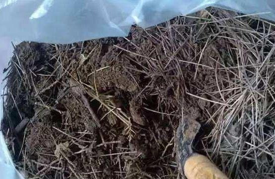 盆栽土的表面发霉要不要紧,盆栽新土怎么处理