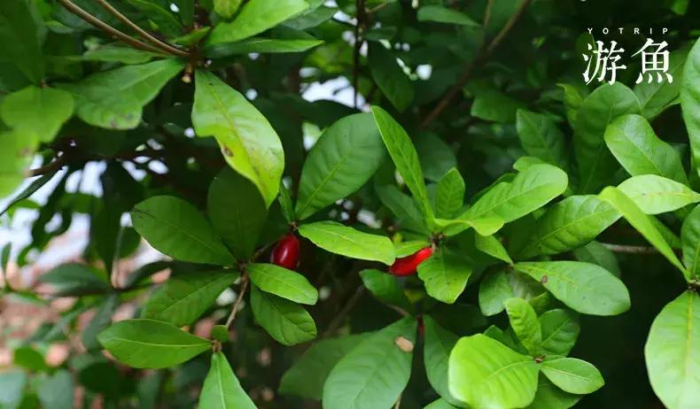 希尔顿兴隆湖,希尔顿酒店兴隆店