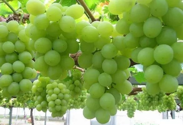 全新疆著名的特产,盘点十大新疆的特产