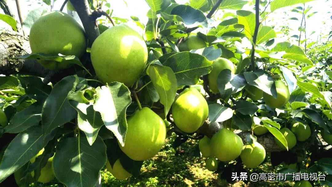 高密的生活,幸福在高密