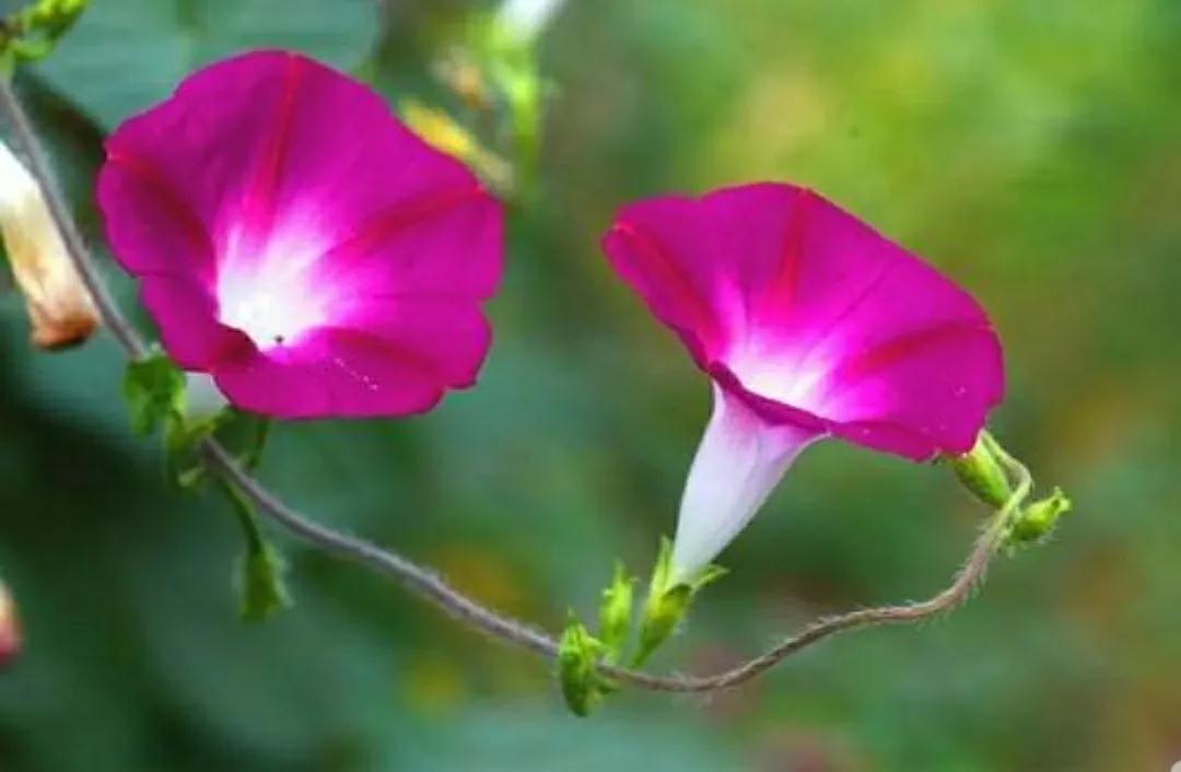 奇葩造型花：头上长草，心中有鬼，白月光。白天不开你非要晚上开