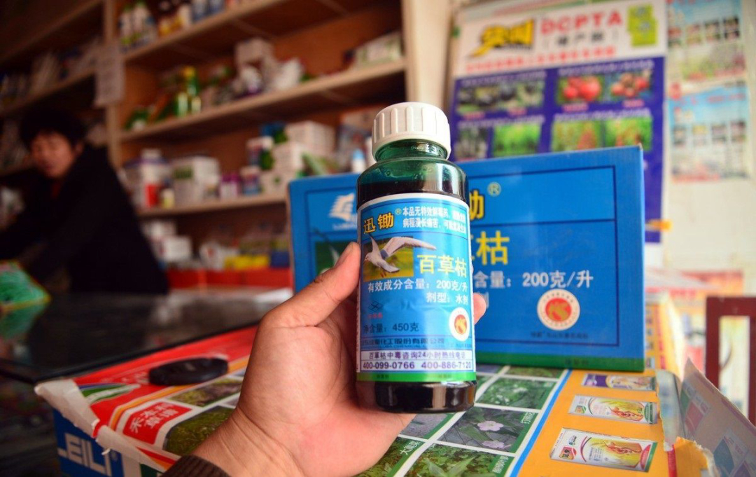百草枯到底多可怕,百草枯多少会失去毒性