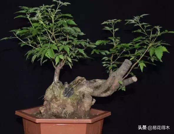 下山桩杀根没到位怎么处理,下山桩的处理方法