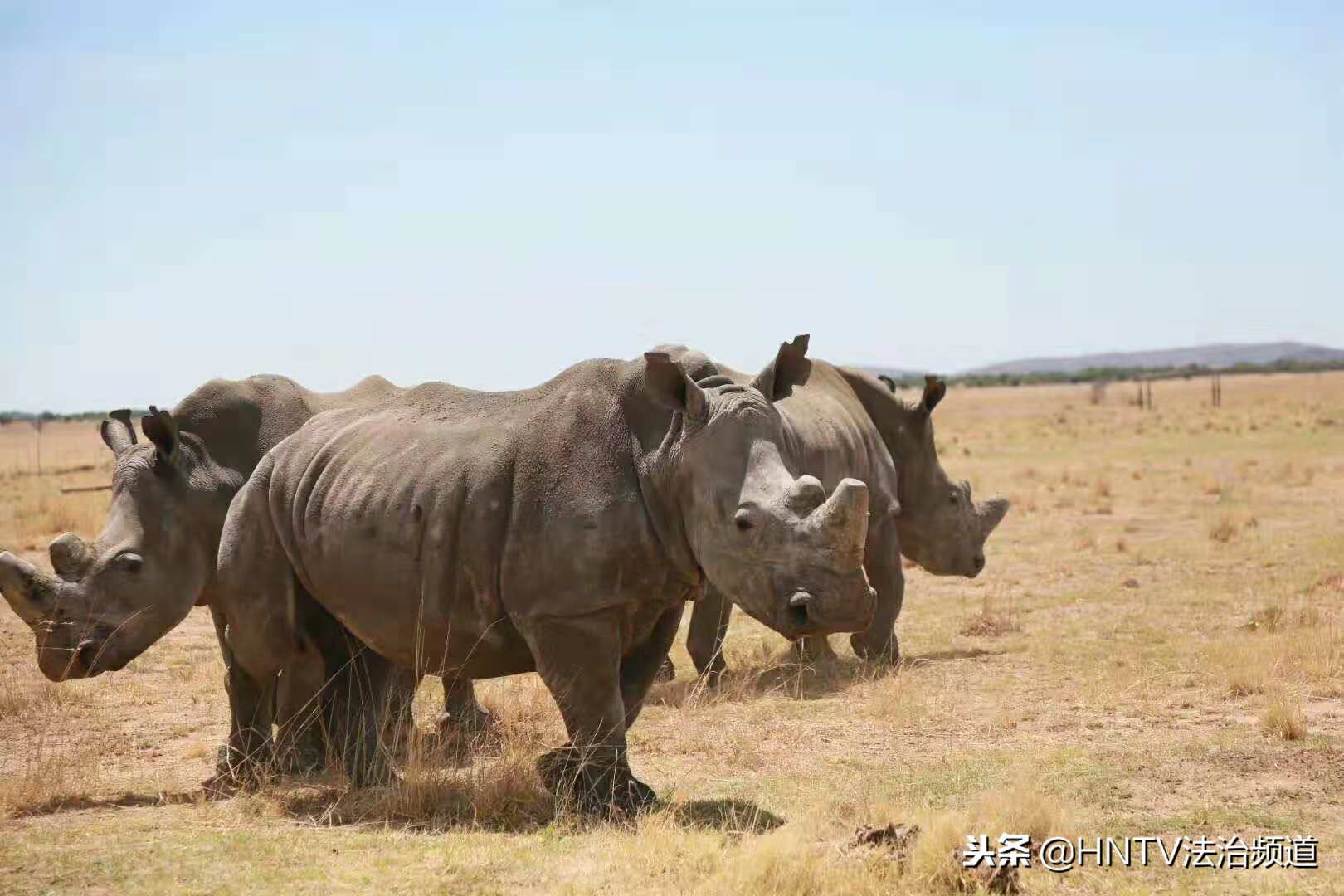 南非富翁饲养野生犀牛，取犀牛角合法买卖