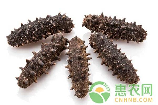 野生海参鉴别,长岛野生海参鉴别