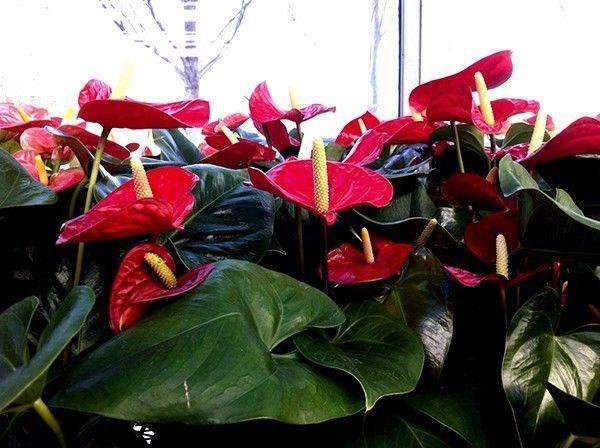 红掌怎么养才会开花越多,怎么让红掌叶绿花红