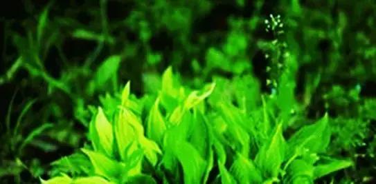 澳洲什么保健品健脾胃,澳洲养胃保健品