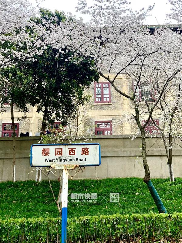 她在街头哽咽着唱了一首《萍聚》!浙江省人民医院部分援鄂医护再赴武汉,看樱花