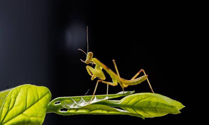 昆虫界的顶尖杀手,昆虫界的生存法则也残忍