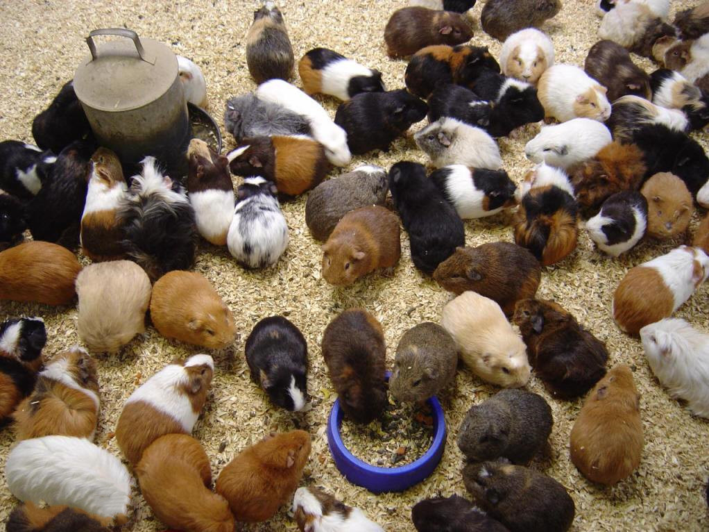 新手应该养哪些可爱粘人的仓鼠,新手适合养熊类还是侏儒类仓鼠