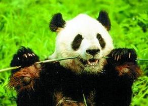 熊猫的外形和习性有趣之处,熊猫的特点和样子和习惯