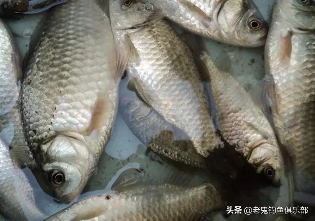 老鬼狂拉系列饵料,老鬼大板鲫狂拉测评