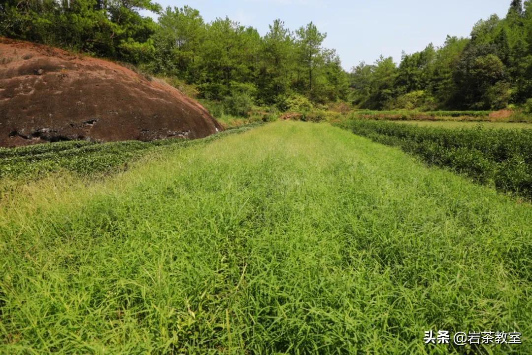 武夷山岩茶正岩山场详细介绍,岩茶玩家牛栏坑肉桂